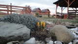 Kwitnące krokusy obok altany z grillem # 2